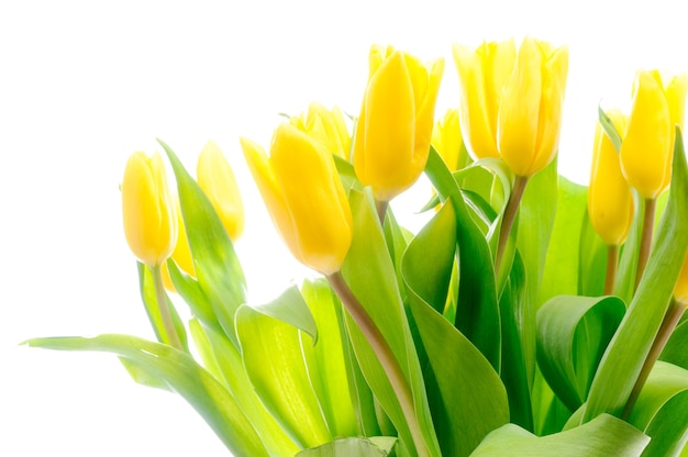 Tulipanes