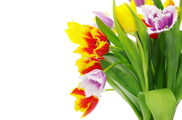 Tulipanes