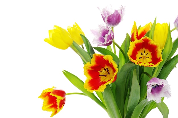 Tulipanes