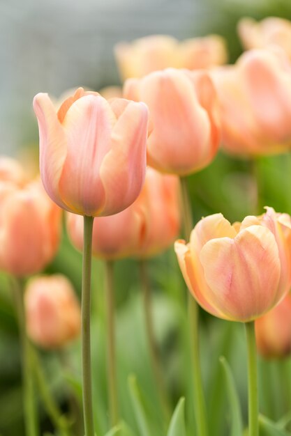 Tulipanes