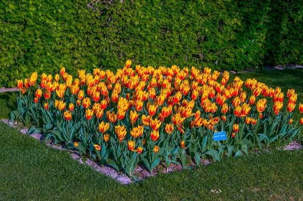 Tulipas amarelas alaranjadas coloridas Keukenhof Park Lisse na Holanda