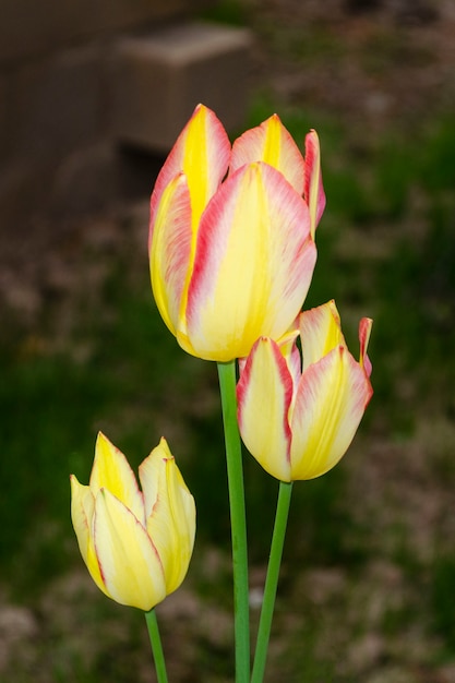 Tulipas amarelas com close-up na borda rosa