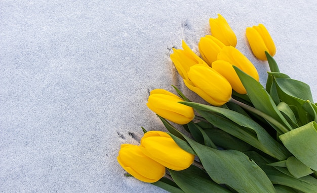 Tulipas amarelas com folhas verdes em um fundo branco de neve natural