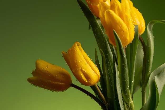 Tulipas amarelas com gotas de água no fundo verde