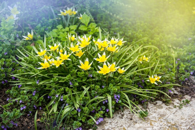 Tulipas amarelas da floresta selvagem