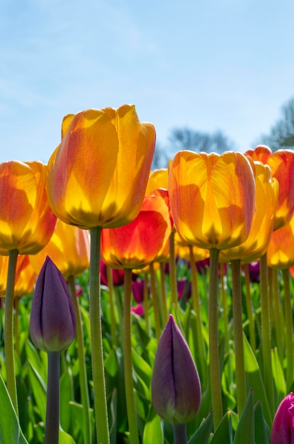 Tulipas amarelas e cor-de-rosa contra o céu azul brilhante primeiras flores da primavera