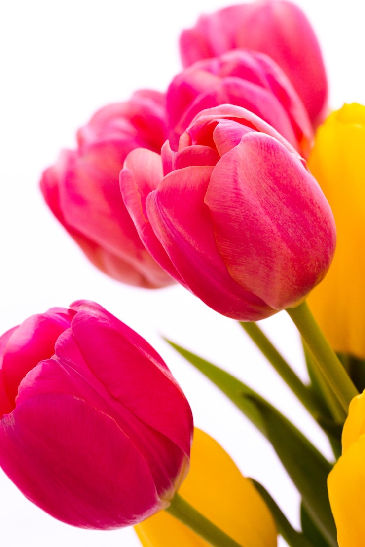 Foto tulipas amarelas e rosa em buquê de primavera.