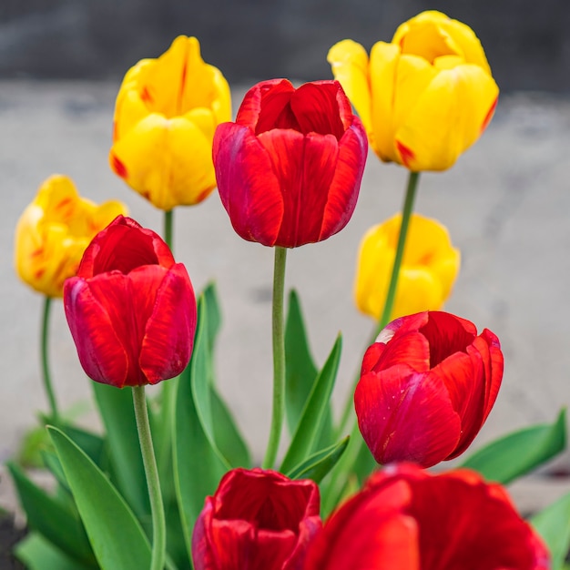 Tulipas amarelas e vermelhas coloridas crescem com folhas verdes na trama. tulipas vermelhas e amarelas