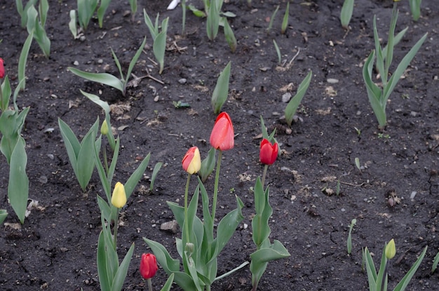 Tulipas amarelas e vermelhas no gramado na primavera.