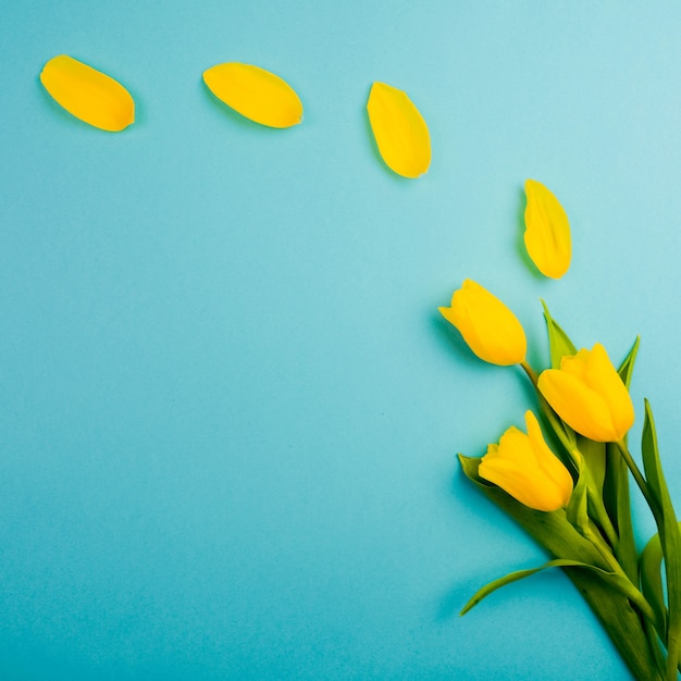 tulipas amarelas em azul. pétalas delicadas de uma tulipa