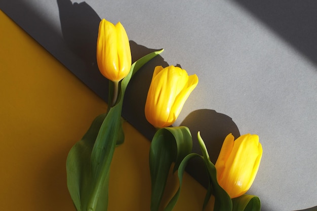 Tulipas amarelas em um fundo amarelo e cinza em uma luz dura Vista de cima