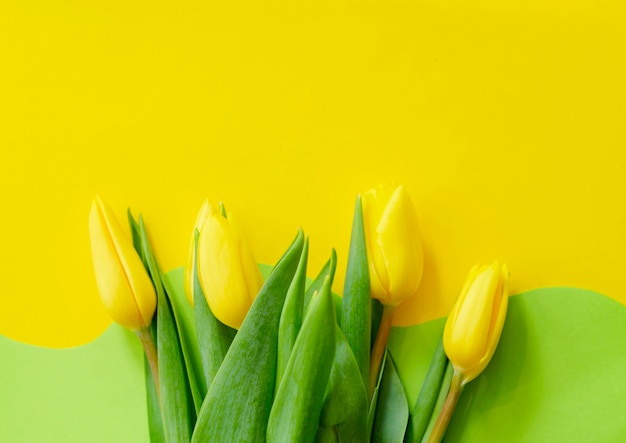 Tulipas amarelas em um fundo geométrico verde-amarelo, cartão de feliz páscoa, espaço de cópia