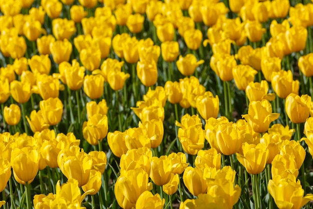 Tulipas amarelas flácidas no campo fecham o fundo de quadro completo com foco seletivo