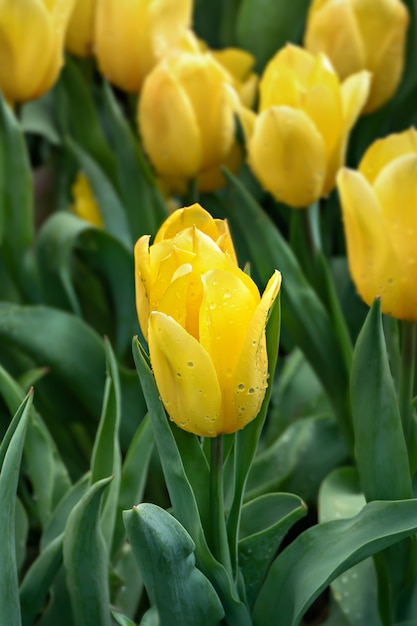 tulipas amarelas flor