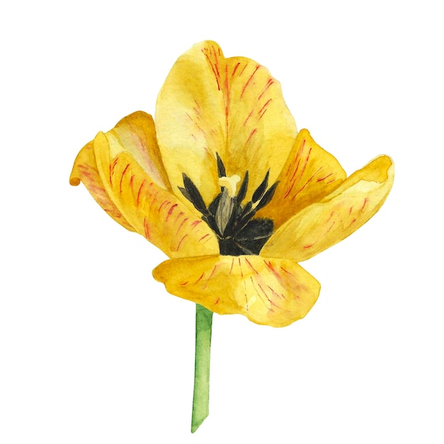 Tulipas amarelas isoladas em fundo branco Ilustração de desenho à mão em aquarela Arte para decoração e design