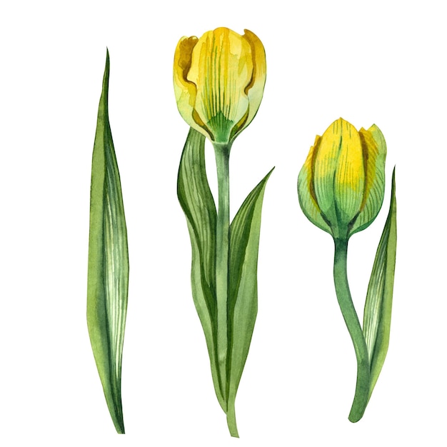 Tulipas amarelas isoladas em um fundo branco pintados à mão em aquarela