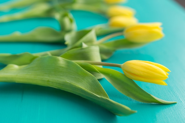 Tulipas amarelas na mesa de madeira azul