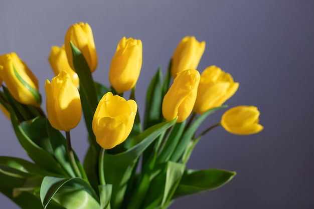 Tulipas amarelas no fundo desfocado conceito de flores festivas