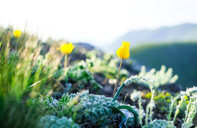 Tulipas amarelas selvagens florescendo nas montanhas