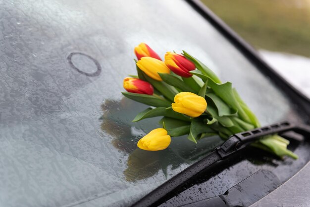 Tulipas amarelas vermelhas na chuva no para-brisa do carro como presente e declaração de amor