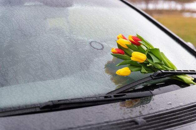 Tulipas amarelas vermelhas na chuva no para-brisa do carro como presente e declaração de amor