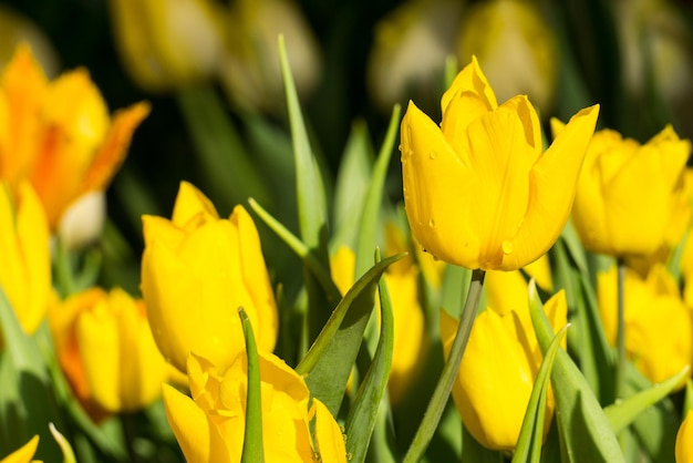 Tulipas amarelas vibrantes na primavera