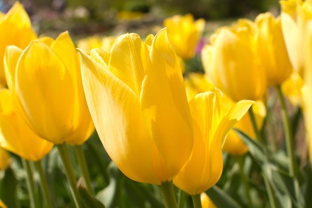 tulipas amarelas