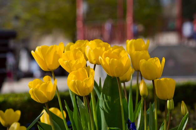 tulipas amarelas