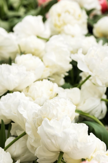 Foto tulipas brancas com pétalas delicadas em um campo na holanda quadro preenchido em close-up