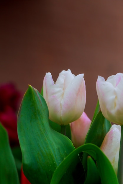 Tulipas brancas com pingos de chuva na luz da manhã.