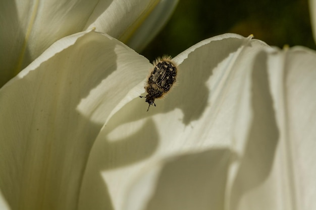 Tulipas brancas com um inseto em uma pétala