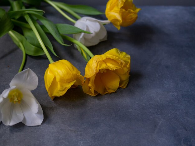 Tulipas brancas e amarelas em fundo cinza com lugar para texto.