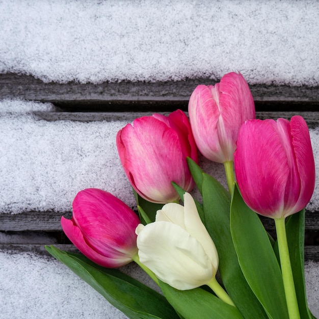 Tulipas brancas e cor de rosa em fundo de madeira com neve com espaço de cópia para design