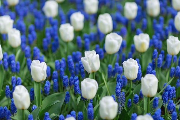 Tulipas brancas e jacintos de uva azul muscari armeniacum em um parque Conceito de primavera de foco seletivo