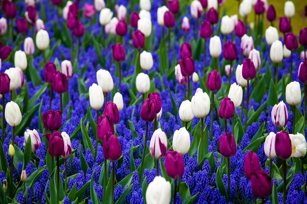 Tulipas brancas e violetas no parque Keukenhof, Holanda