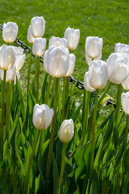 Tulipas brancas em flor Foco seletivo Primeiras flores da primavera