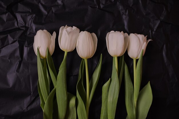 Tulipas brancas em um fundo preto Tulipas Flores de primavera Foto de flores em um cartão postal