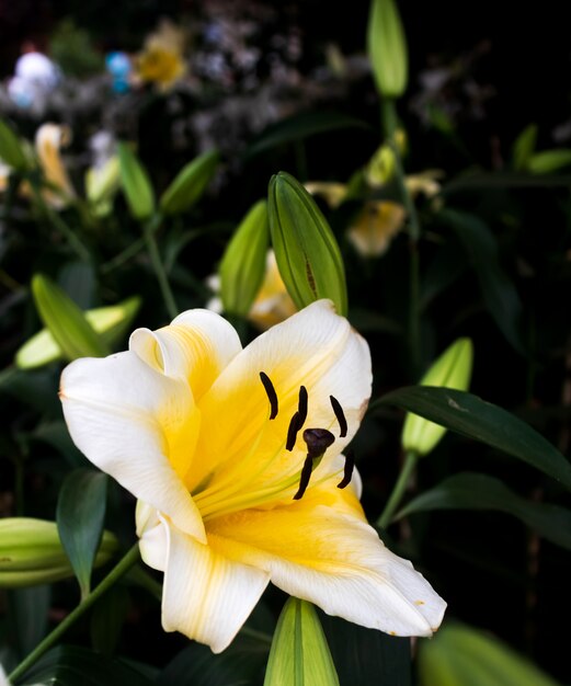 Tulipas brancas em um gramado verde