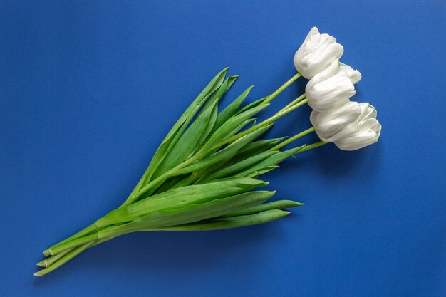 Tulipas brancas isoladas na parede azul escura. Flores de primavera flatlay com copyspace e texto local. Plantas verdes e conceito de vibrações de primavera.