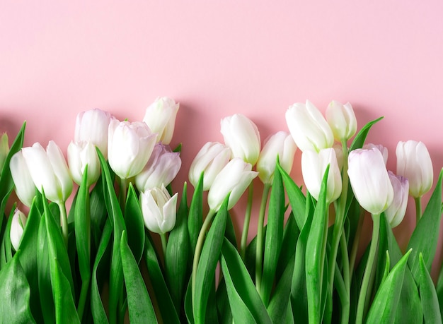 Tulipas brancas primaveris caídas sobre uma rosa