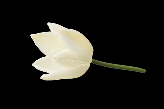 tulipas brancas semelhantes a lírios com caule, isoladas