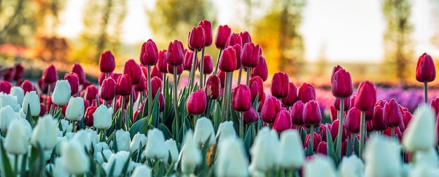 Tulipas brilhantes ao amanhecer um campo florescente coberto de flores até o horizonte