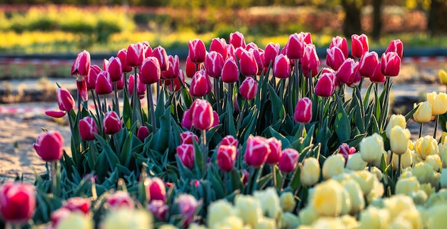 Tulipas brilhantes ao amanhecer um campo florescente coberto de flores até o horizonte