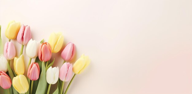 Tulipas brilhantes em tons de rosa amarelo e branco alinhados contra um fundo sólido claro O conceito de primavera e Dia da Mulher