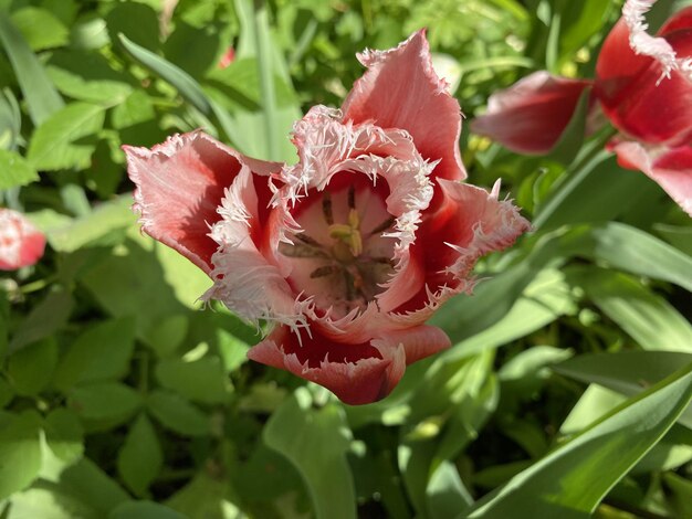 Foto tulipas brilhantes jardim botânico