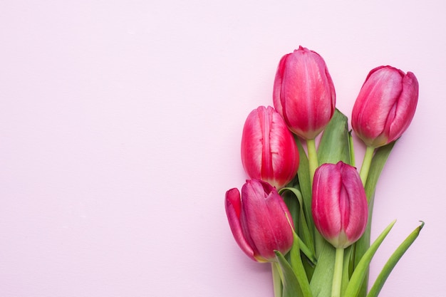 Tulipas brilhantes roxas no fundo cor-de-rosa com espaço da cópia.