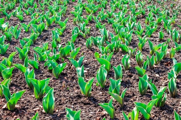 Tulipas brotando no campo.