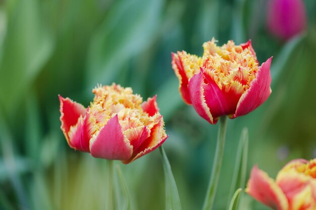 Tulipas chamadas Golddust Peônia com franjas Tulipa Golddust