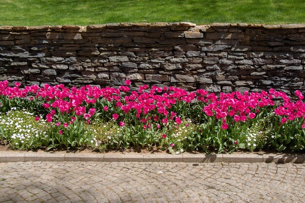 Tulipas coloridas brilhantes como fundo floral