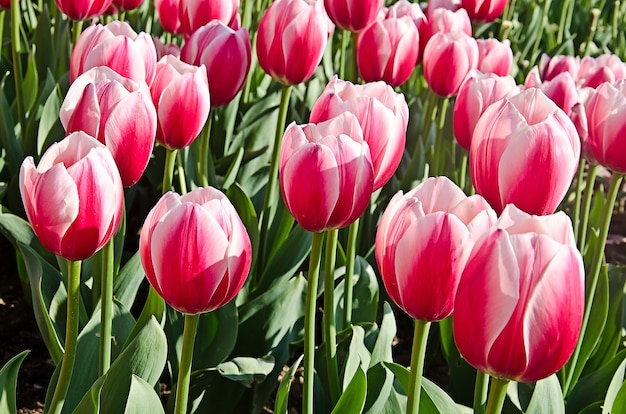 Tulipas coloridas com prados